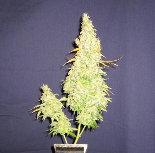 Best Clones... Showing off my.... Week 14 - Bb Mr