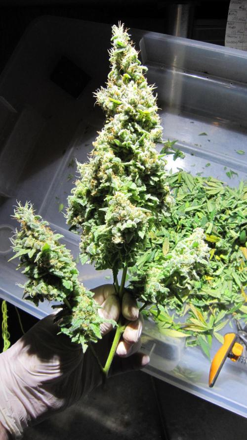 Best Clones... Showing off my.... Week 14 - Bb Mr