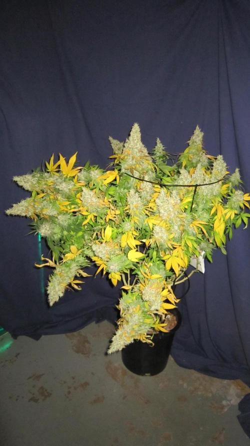 Best Clones... Showing off my.... Week 14 - Bb Mr - Plant #2