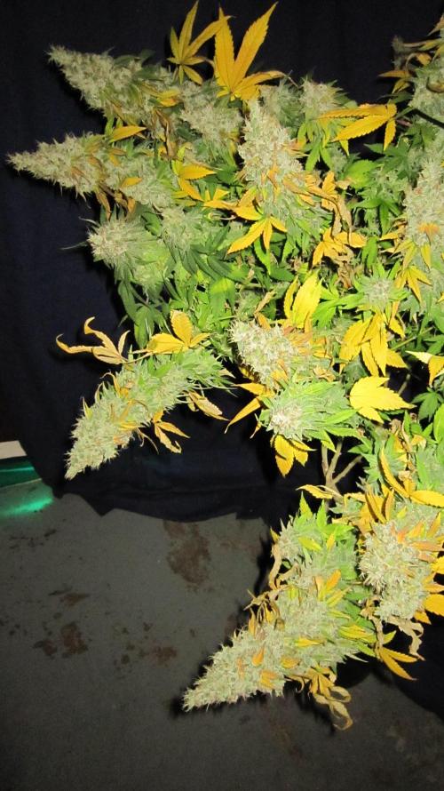 Best Clones... Showing off my.... Week 14 - Bb Mr - Huge Heavy Buds heading for the Floor.