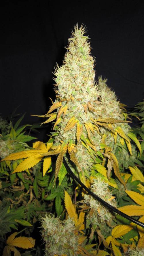 Best Clones... Showing off my.... Week 14 - Bb Mr