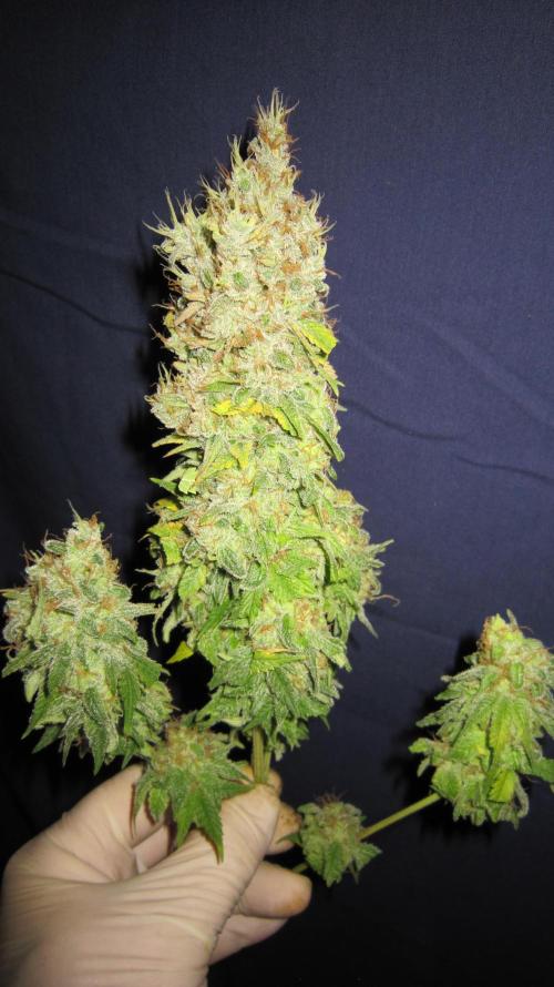 Best Clones... Showing off my.... Week 14 - Bb Mr