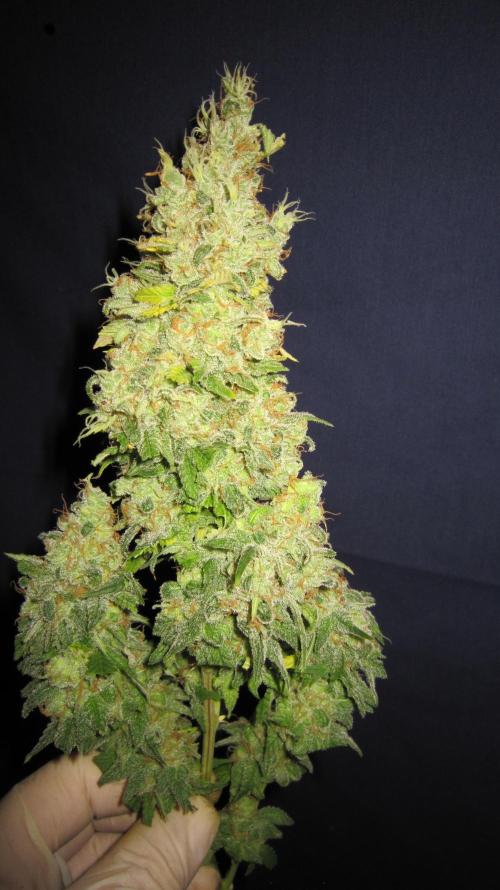 Best Clones... Showing off my.... Week 14 - Bb Mr