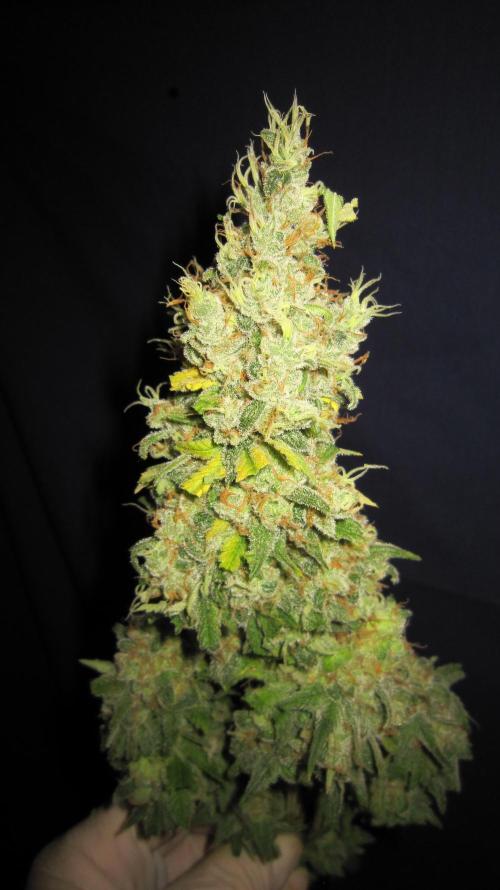 Best Clones... Showing off my.... Week 14 - Bb Mr