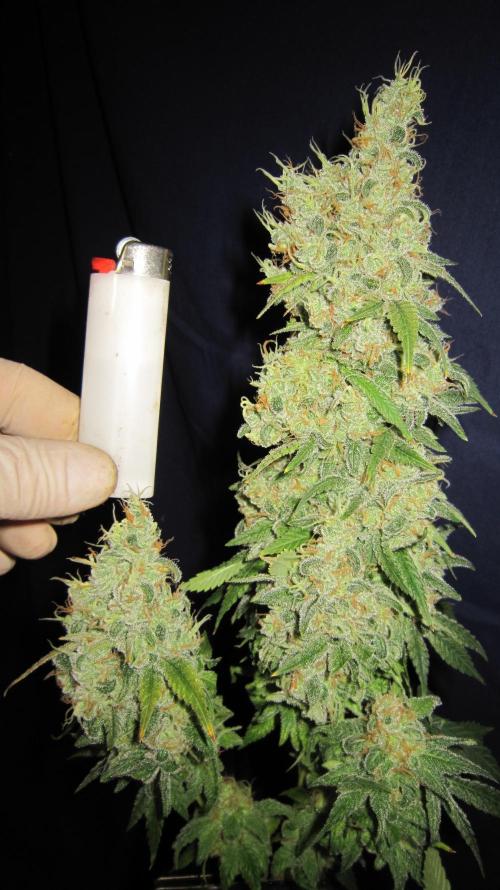 Best Clones... Showing off my.... Week 14 - Bb Mr