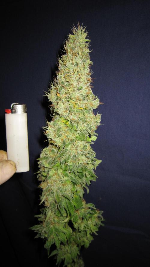 Best Clones... Showing off my.... Week 14 - Bb Mr