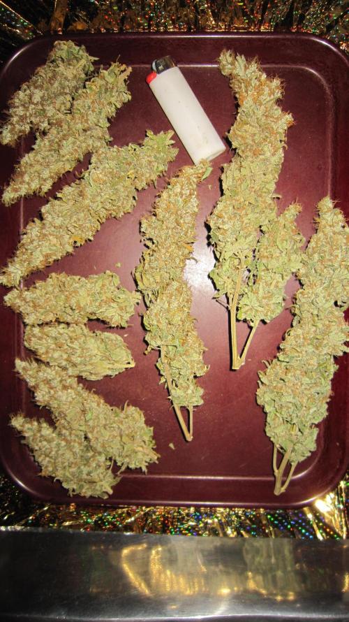 Best Clones... Showing off my.... Week 14 - Bb Mr - Loads of huge buds.