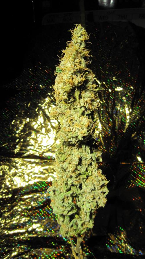 Best Clones... Showing off my.... Week 14 - Bb Mr