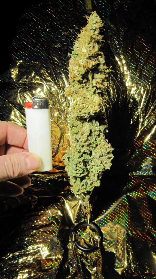 Best Clones... Showing off my.... Week 14 - Bb Mr