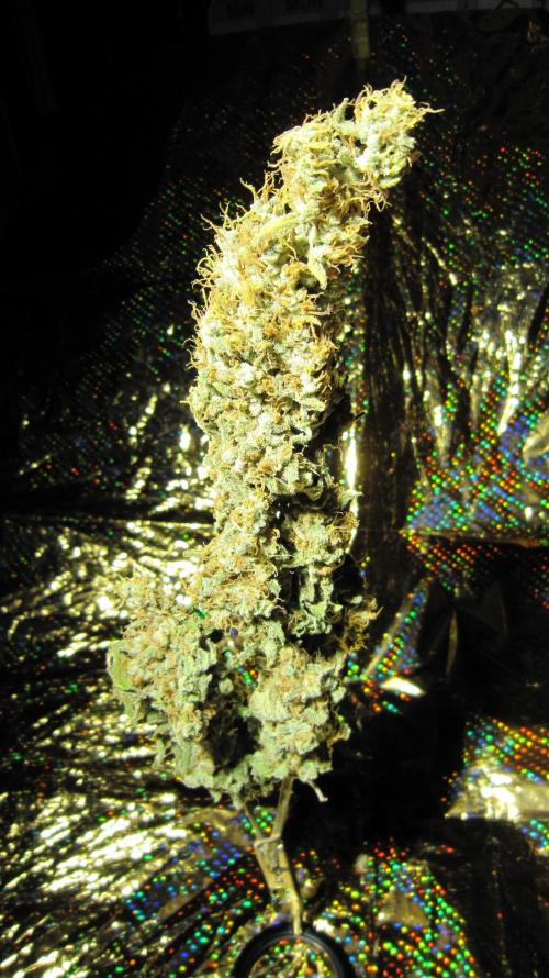 Best Clones... Showing off my.... Week 14 - Bb Mr