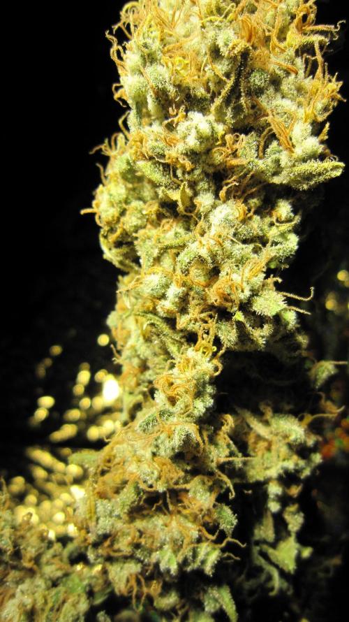 Best Clones... Showing off my.... Week 14 - Bb Mr