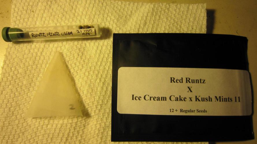 Runtz Mintz Cream by SnowShoe Joe. Week 0 - Red Pop x Runtz= Red Runtz. The Runtz Mintz Cream strain is about 2/3 Gelato 