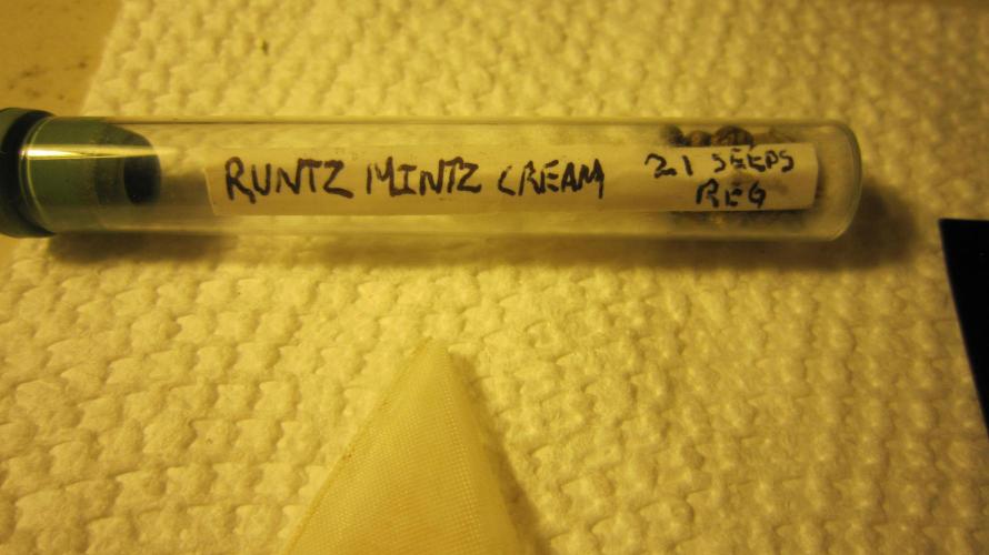 Runtz Mintz Cream by SnowShoe Joe. Week 0 - Finding a good male for my summer Breeding Project. And growing out the females
