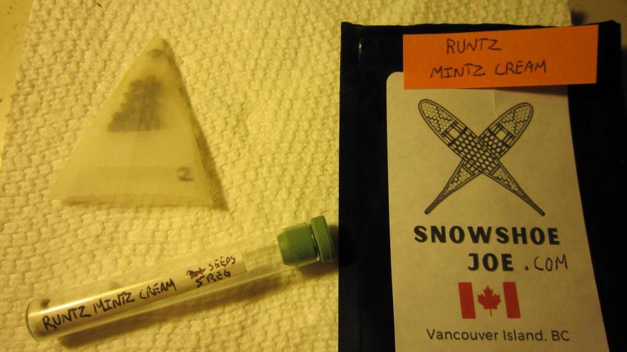 Runtz Mintz Cream by SnowShoe Joe. Week 0 - I don't like floaty seeds. Sterilized silk tea bag will hold them down.