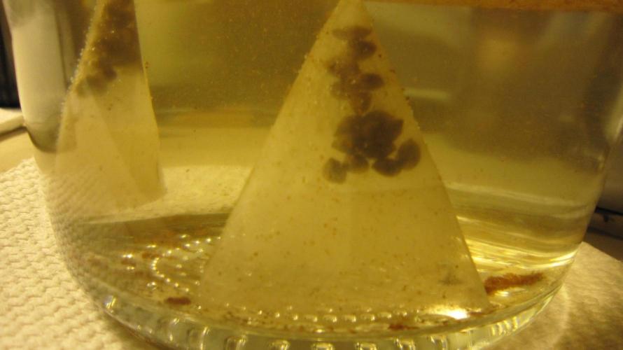 Runtz Mintz Cream by SnowShoe Joe. Week 0 - No Floaty seeds here