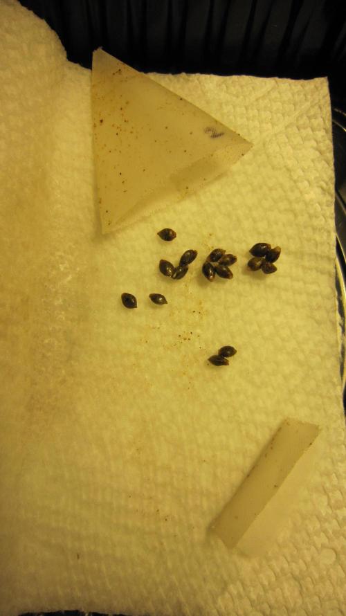 Runtz Mintz Cream by SnowShoe Joe. Week 0 - Dump them out...