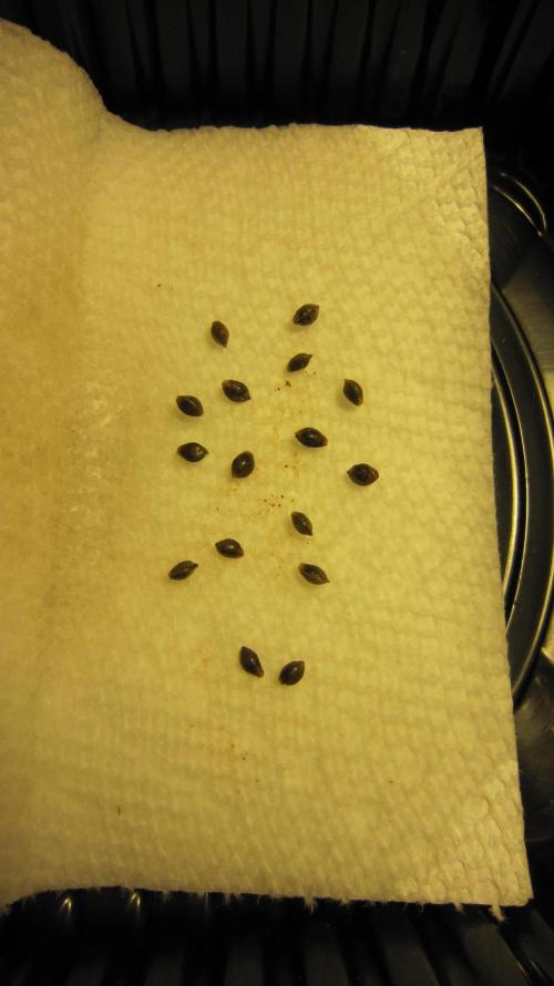 Runtz Mintz Cream by SnowShoe Joe. Week 0 - Separate them