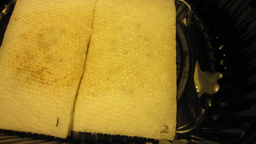 Runtz Mintz Cream by SnowShoe Joe. Week 0 - And cover with soak water. Don't soak them just wet the paper towels