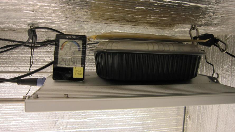 Runtz Mintz Cream by SnowShoe Joe. Week 0 - Put them back in the warm spot.