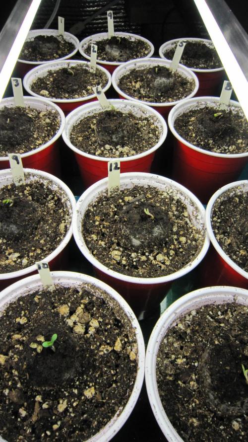 Runtz Mintz Cream by SnowShoe Joe. Week 0 - They sprouted fast. Needed to get them in the soil fast