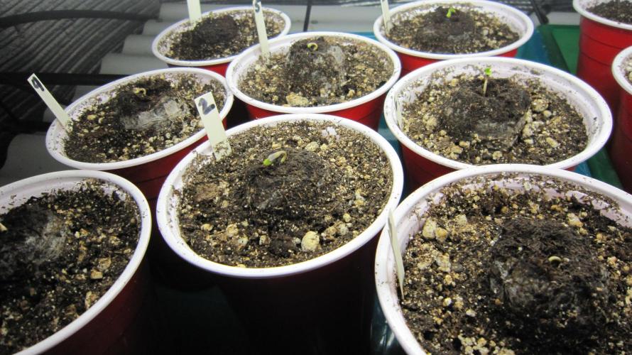 Runtz Mintz Cream by SnowShoe Joe. Week 0 - An exciting time is when they are coming up