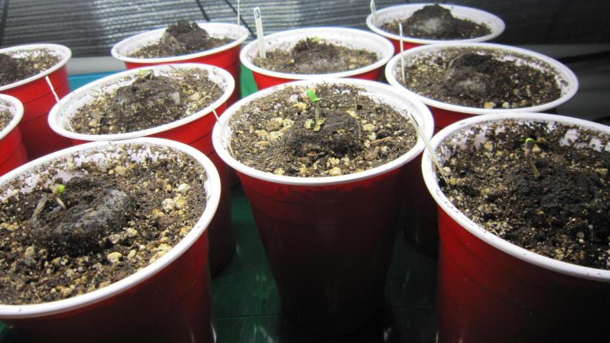 Runtz Mintz Cream by SnowShoe Joe. Week 0 - Breaking the soil...