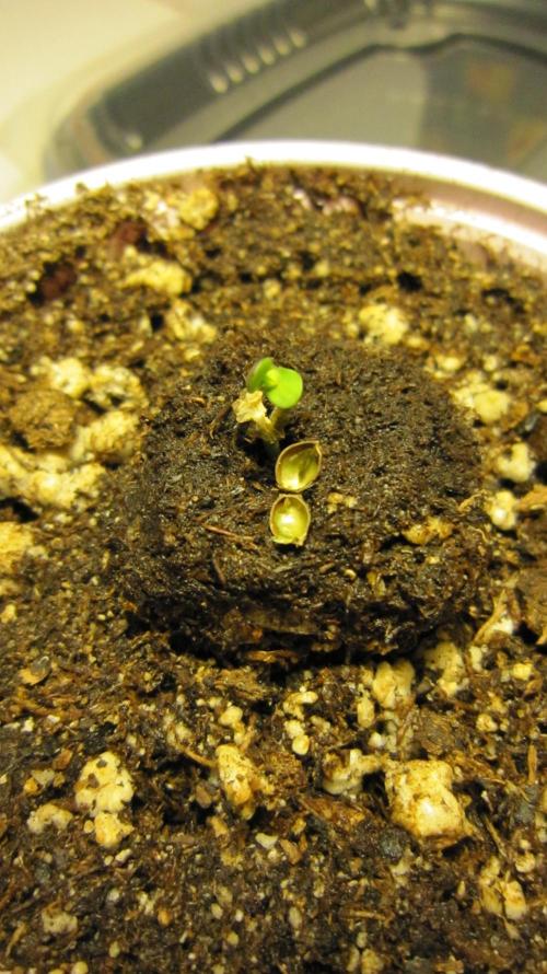 Runtz Mintz Cream by SnowShoe Joe. Week 0 - Had to take the shell of 4 seedlings.