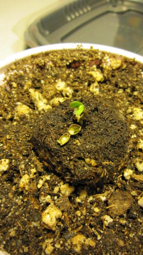 Runtz Mintz Cream by SnowShoe Joe. Week 0 - In my experience... It's the high test ones that you have to take the shell off.