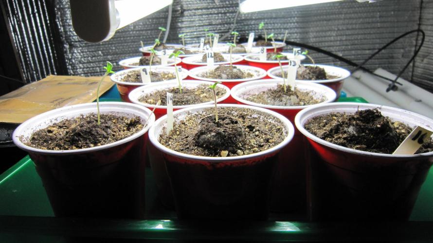 Runtz Mintz Cream by SnowShoe Joe. Week 0 - Taken just 20 minutes ago