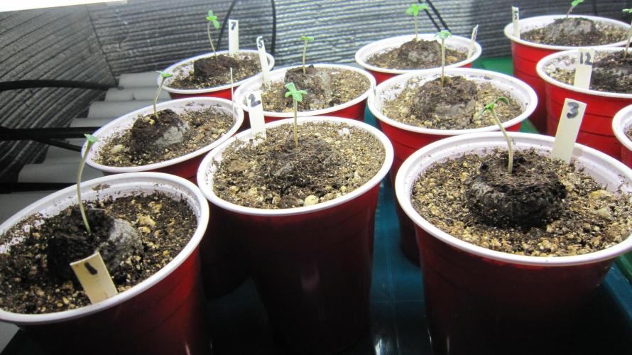 Runtz Mintz Cream by SnowShoe Joe. Week 0 - All are coming up