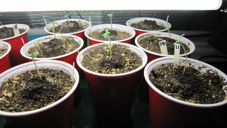 Runtz Mintz Cream by SnowShoe Joe. Week 0 - I had to dig in the last one to find it coming up slowly. Top Right