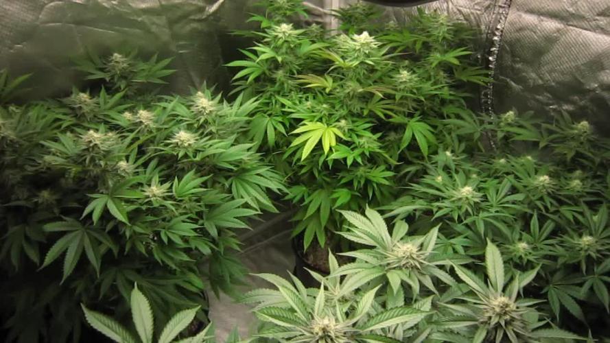 🍋 Lemon 🍊 Mandarin 😎 🤗 🤩