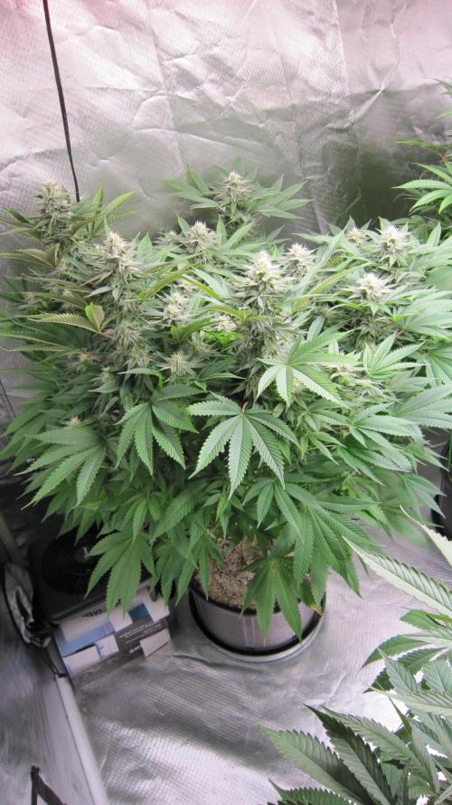 🍋 Lemon 🍊 Mandarin 😎 🤗 🤩. Week 17 - Plant #1