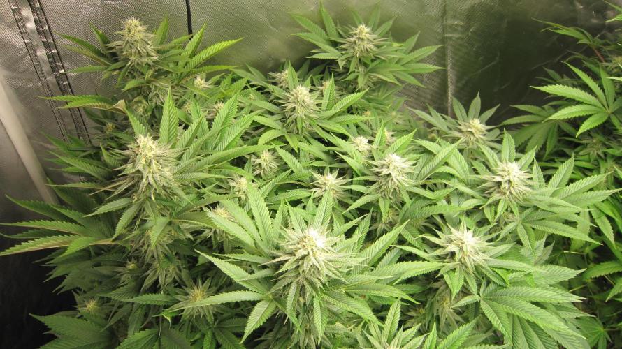 🍋 Lemon 🍊 Mandarin 😎 🤗 🤩. Week 17 - Plant #1