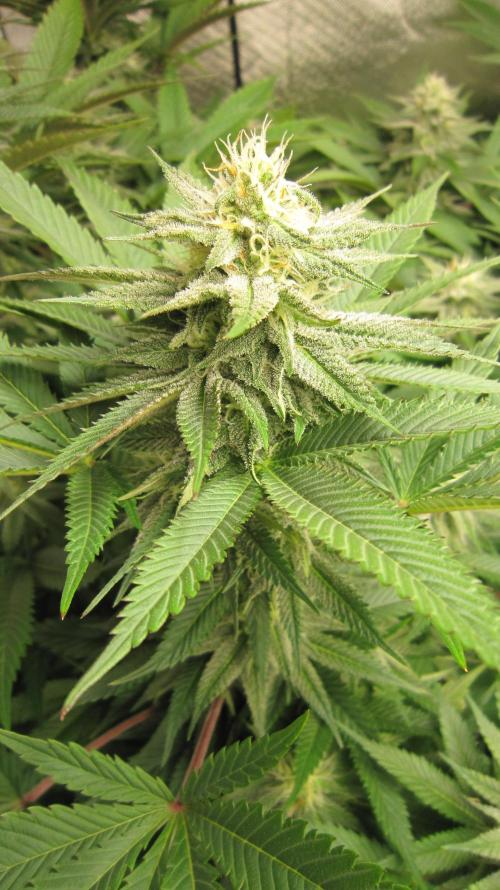 🍋 Lemon 🍊 Mandarin 😎 🤗 🤩. Week 17 - Plant #1