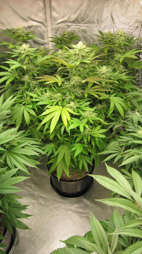 🍋 Lemon 🍊 Mandarin 😎 🤗 🤩. Week 17 - Plant #2