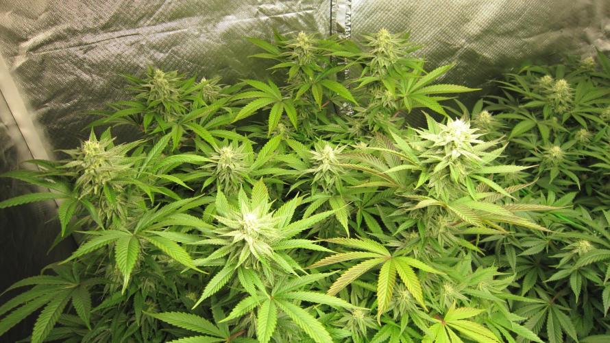 🍋 Lemon 🍊 Mandarin 😎 🤗 🤩. Week 17 - Plant #2