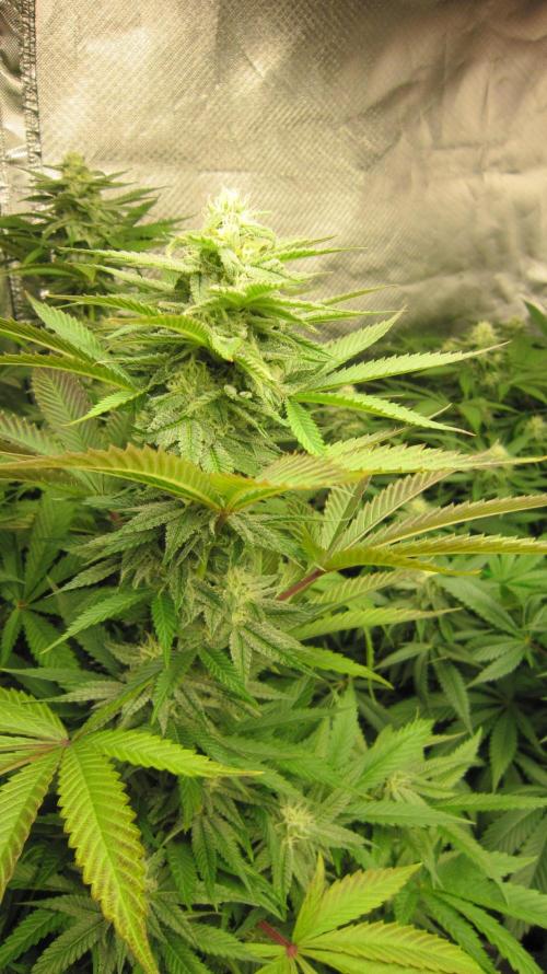 🍋 Lemon 🍊 Mandarin 😎 🤗 🤩. Week 17 - Plant #2