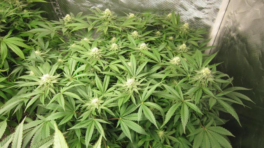 🍋 Lemon 🍊 Mandarin 😎 🤗 🤩. Week 17 - Plant #3