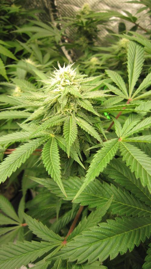 🍋 Lemon 🍊 Mandarin 😎 🤗 🤩. Week 17 - Plant #2