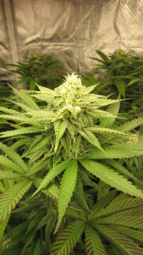 🍋 Lemon 🍊 Mandarin 😎 🤗 🤩. Week 17 - Plant #3