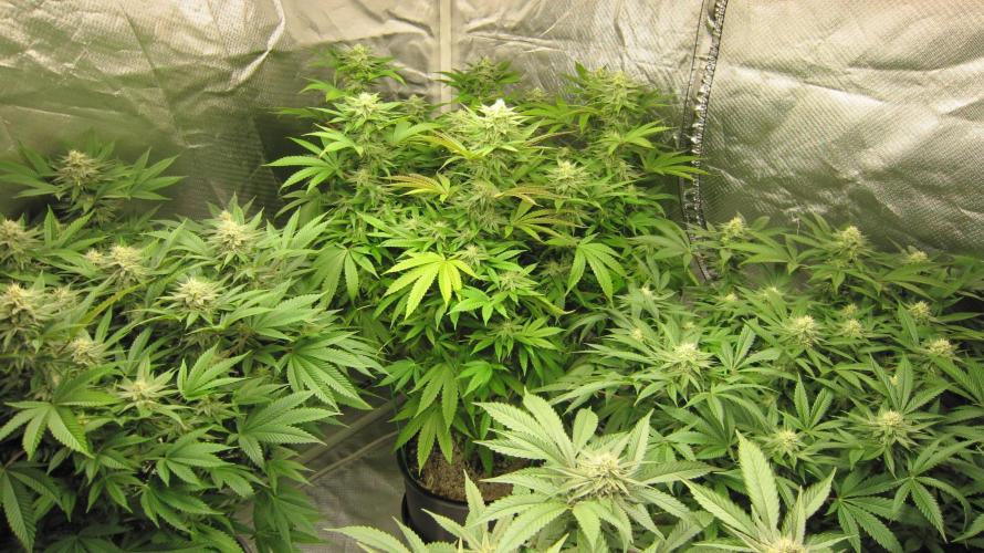 🍋 Lemon 🍊 Mandarin 😎 🤗 🤩. Week 17 - Lemon Mandarin - 3 Plants 