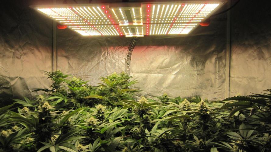 🍋 Lemon 🍊 Mandarin 😎 🤗 🤩. Week 17 - Spider Farmer Light SF-4000