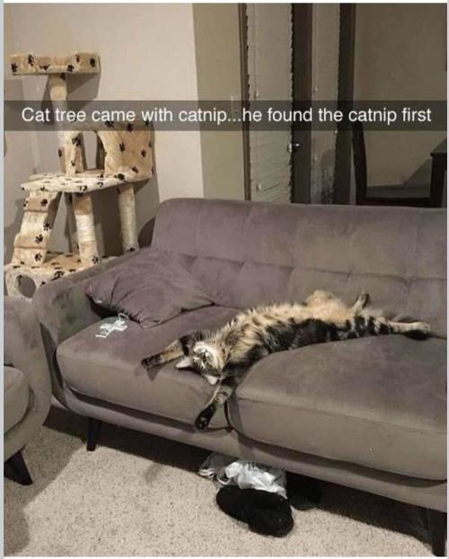 🍋 Lemon 🍊 Mandarin 😎 🤗 🤩. Week 17 - OH... Man....