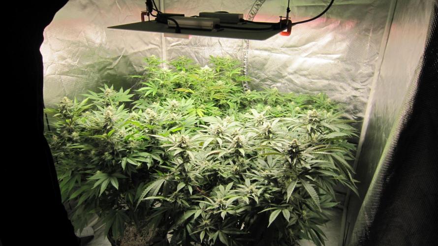 Gelatdos Jabb... My crossing.. Week 16 - Hulk OG - Front right.