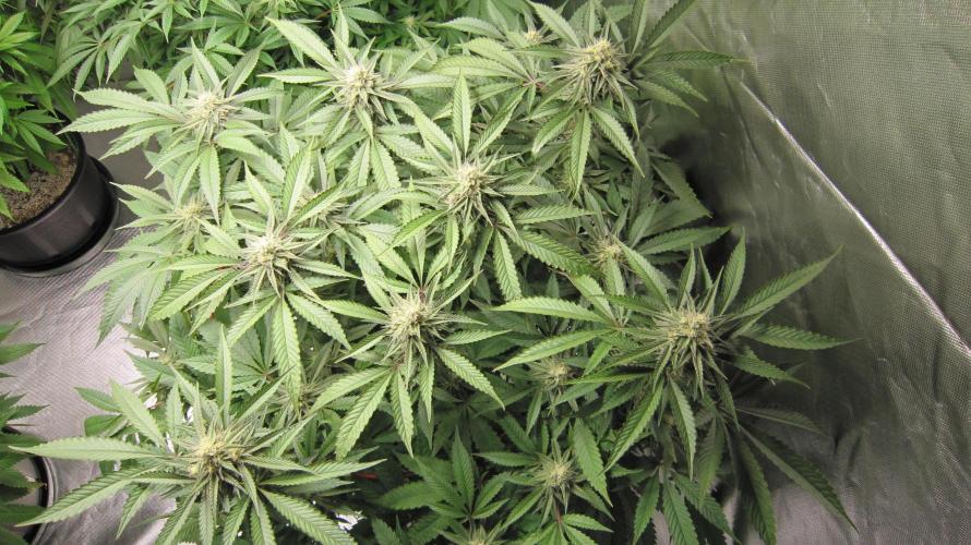 Gelatdos Jabb... My crossing.. Week 16 - Hulk OG