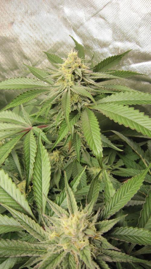 Gelatdos Jabb... My crossing.. Week 16 - Hulk OG