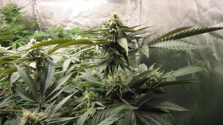 Gelatdos Jabb... My crossing.. Week 16 - Hulk OG