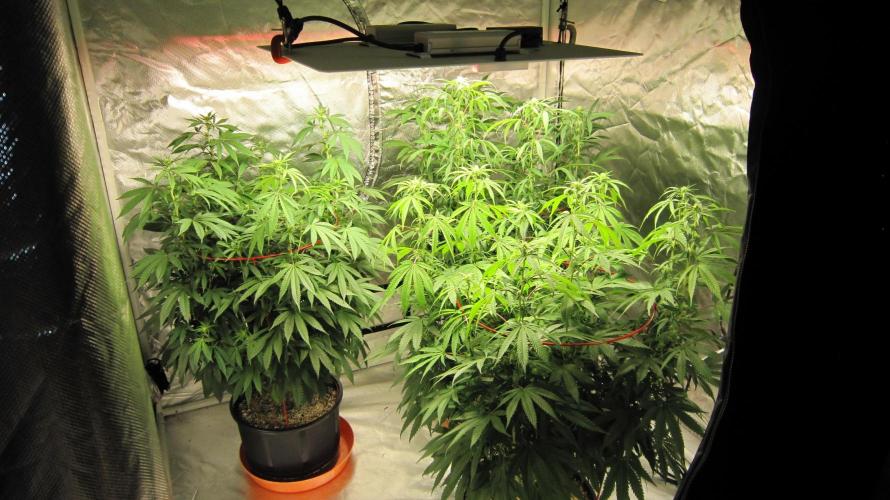 Gelatdos Jabb... My crossing.. Week 16 - Gelatdos Jabb - 3 Female plants from reg seeds.