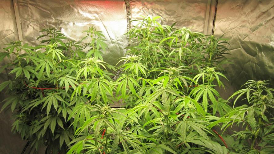 Gelatdos Jabb... My crossing.. Week 16 - Group Shot.